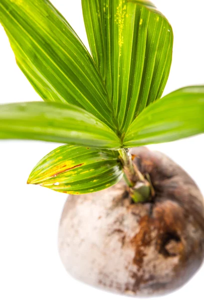 Jeune pousse de noix de coco — Photo