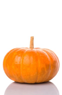 Beyaz arka plan üzerinde kabak kabak