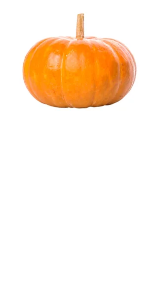 Pumpkin Squash White Background — Stock Photo, Image