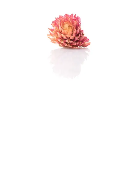 Beyaz Arka Plan Üzerinde Kurutulmuş Doğal Bitkilerin Potpuri Malzemeleri — Stok fotoğraf