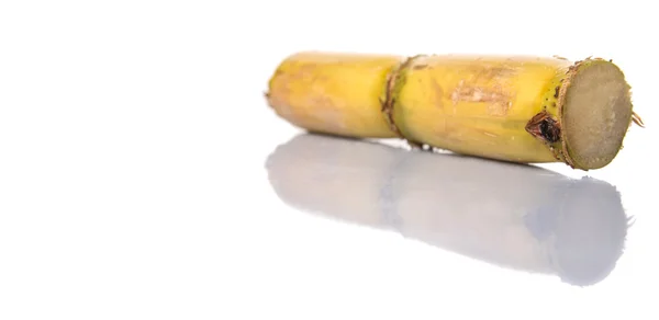 甘蔗茎秆割接白色背景 — 图库照片
