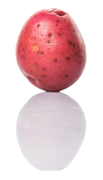 Pomme de terre rouge — Photo