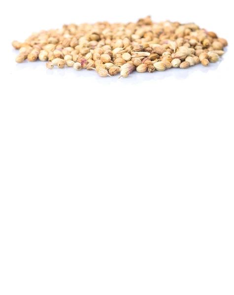 Семена Корианды — стоковое фото