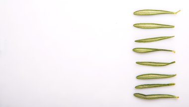 Biberiye otlar beyaz arka plan üzerinde