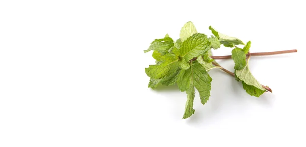 Apple Mint Leaves — Stock Photo, Image