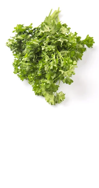 Parsley Herb Leaves White Background — Stock Photo, Image