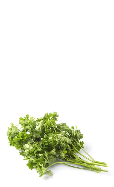 Parsley Herbs — Stock Photo, Image