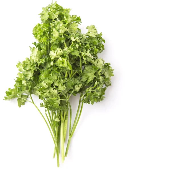 Parsley Herbs — Stock Photo, Image