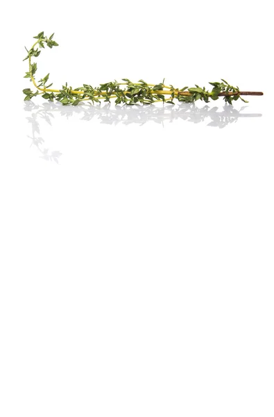 タイム ハーブ葉の白い背景の上 — ストック写真