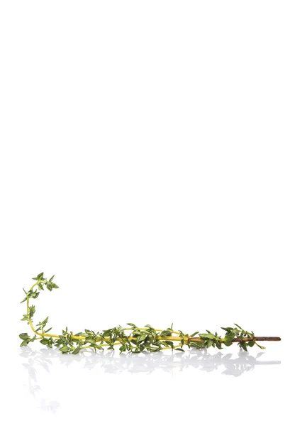 Timo foglie di erbe — Foto Stock