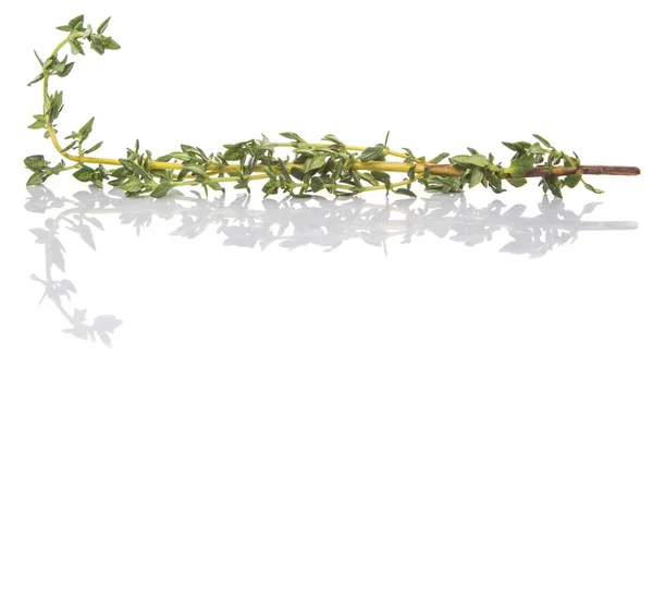 Thyme Herbs Leaves White Background — Stock Photo, Image