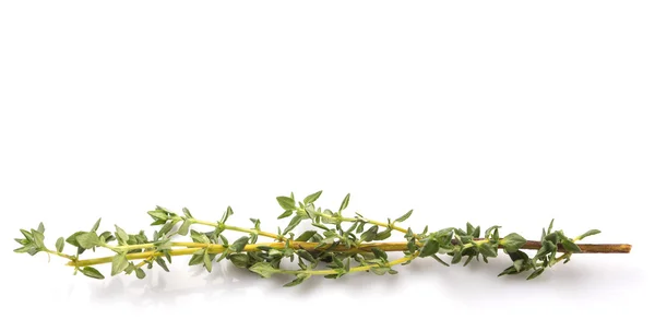 Thyme Herbs Leaves — Stock Photo, Image