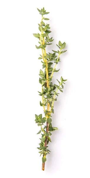Liści zioła tymianek — Zdjęcie stockowe