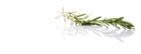 Rosemary Herbs — Stock Photo, Image