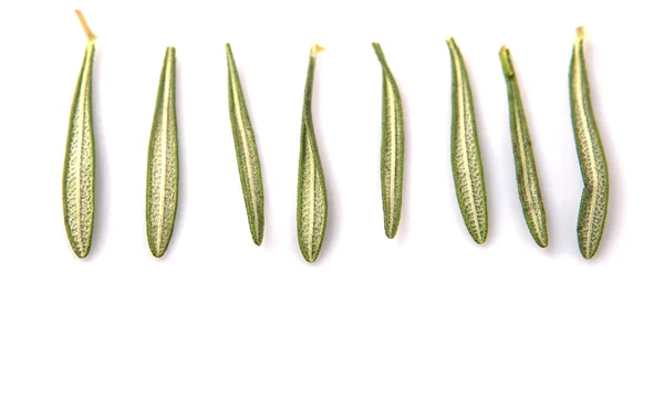 Rosemary Herbs — Stock Photo, Image