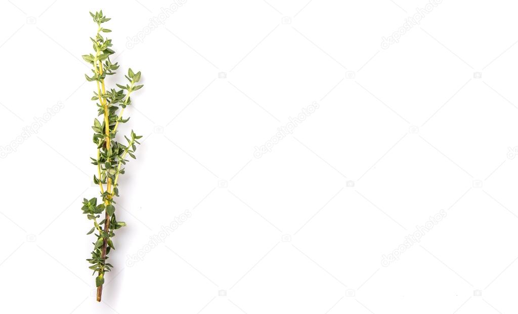 Thyme Herbs Leaves