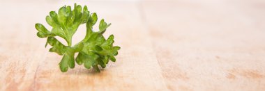 maydanoz bitki yaprakları