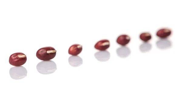 Červené fazole adzuki fazole — Stock fotografie