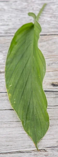ウコンの葉 — ストック写真
