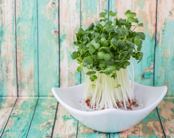 Groene Radijs spruiten — Stockfoto