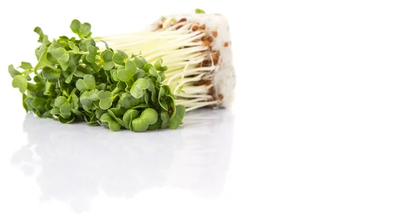Radish Sprout Vegetables White Background — Stock Photo, Image