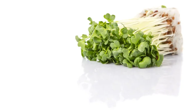 Radijs Sprout Groenten Witte Achtergrond — Stockfoto