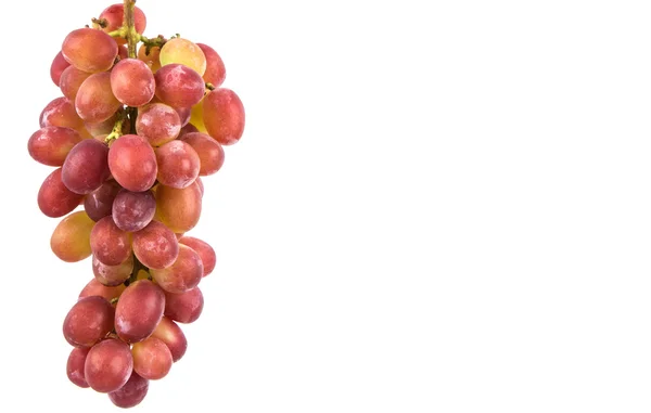 Frutos de uva roja — Foto de Stock