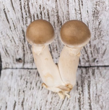 Japon Shimeji mantar