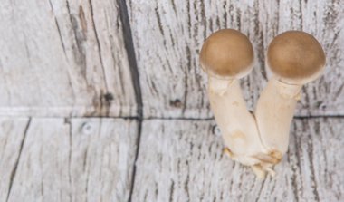 Japon Shimeji mantar