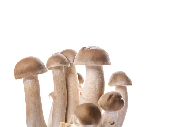 Japanese Shimeji Mushroom White Background — Stock Photo, Image