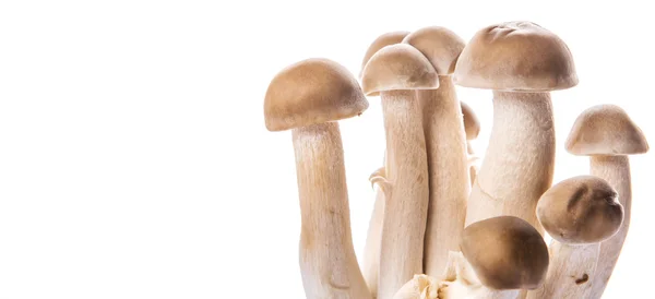 Japanese Shimeji Mushroom — Stock Photo, Image