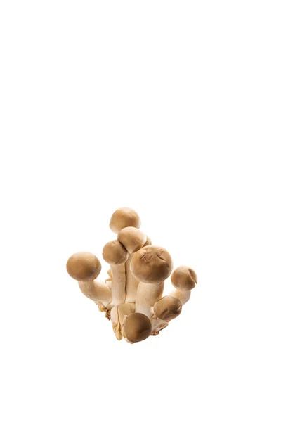 日本菇在白色的背景 — 图库照片