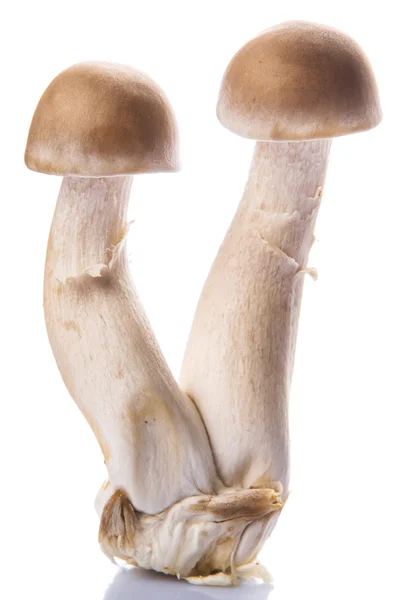 Japanischer Shimeji Pilz Auf Weißem Hintergrund — Stockfoto