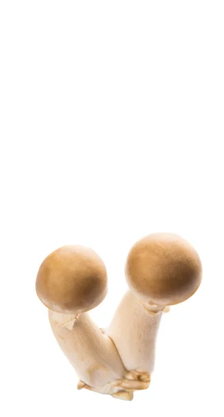 Champignon Shimeji Japonais Sur Fond Blanc — Photo