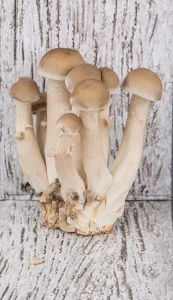 Japanese Shimeji Mushroom — Stock Photo, Image