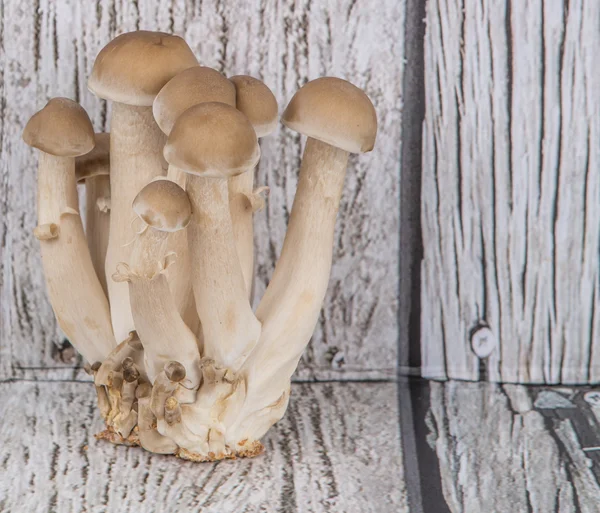 Japanese Shimeji Mushroom — Stock Photo, Image