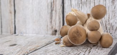 Japon Shimeji mantar