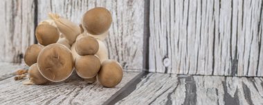 Japon Shimeji mantar