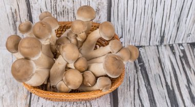 Japon Shimeji mantar