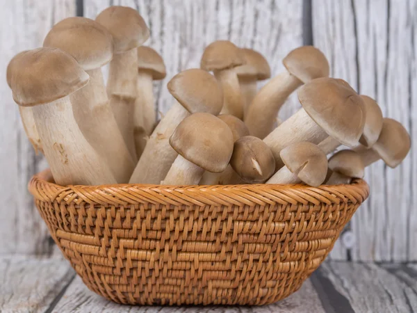 Japanese Shimeji Mushroom — Stock Photo, Image