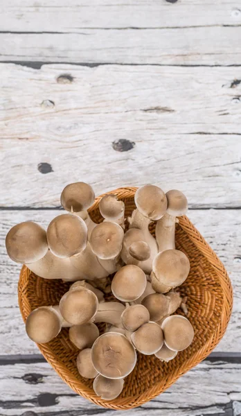 Japanischer Shimeji-Pilz — Stockfoto