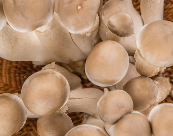 Japanese Shimeji Mushroom — Stock Photo, Image