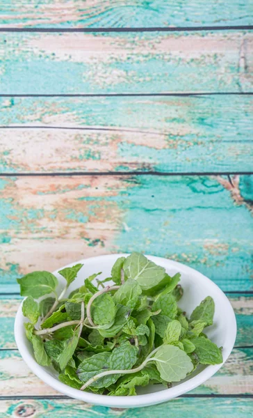 Herbes fraîches de feuilles de menthe — Photo