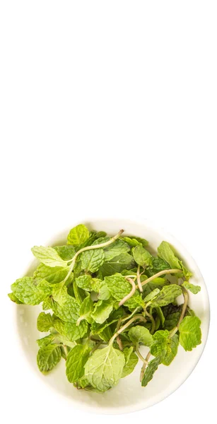 Herbal mint segar — Stok Foto