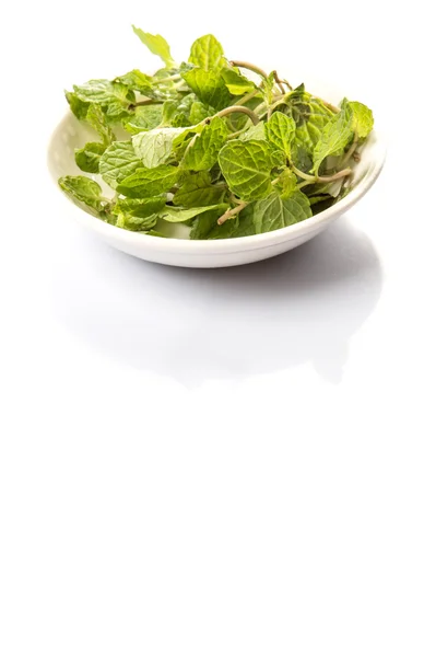 Herbal mint segar — Stok Foto