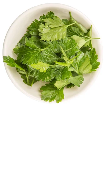 Herbal Parsley Segar — Stok Foto