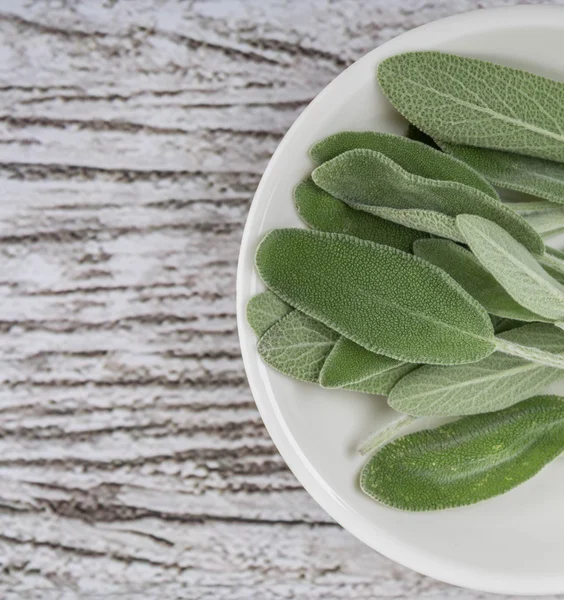 Salvia blad örter — Stockfoto