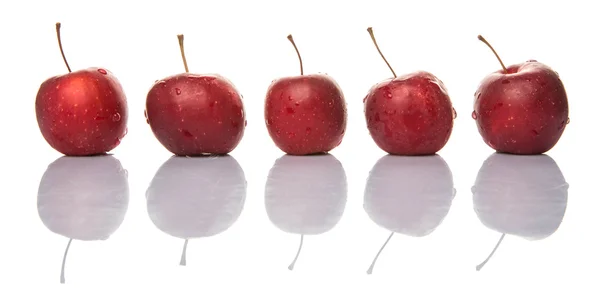 Jabloň ovoce — Stock fotografie