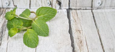 Taze nane yaprakları