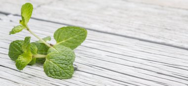 Taze nane yaprakları